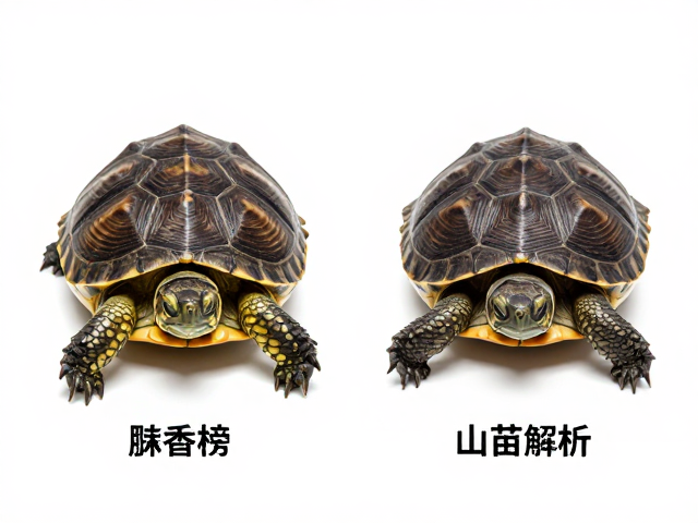 麝香龟与泥龟对比,幼苗鉴别技巧,饲养环境致色变解析
