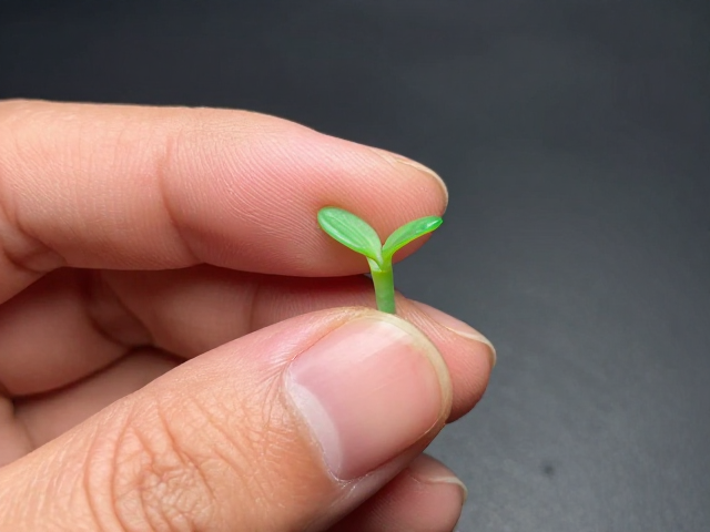 翡翠幼苗鉴别,指甲磨损与长度看老挝种特征