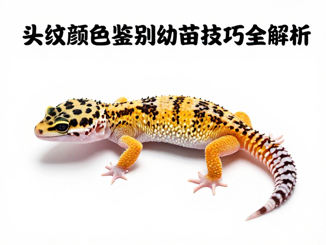 豹纹守宫蜕甲期怎么养？头纹颜色鉴别幼苗技巧全解析
