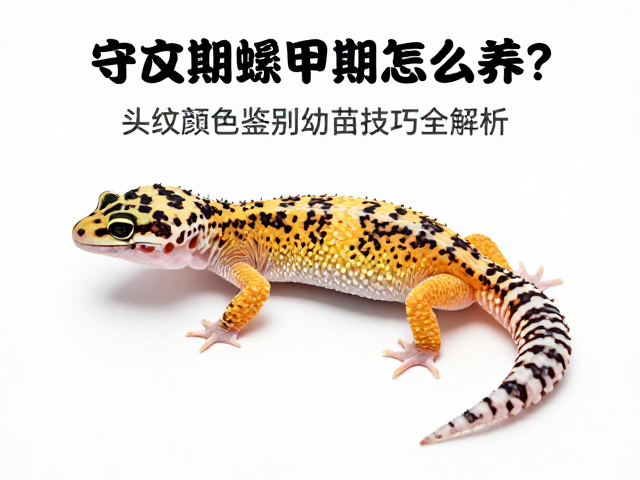 豹纹守宫蜕甲期怎么养？头纹颜色鉴别幼苗技巧全解析