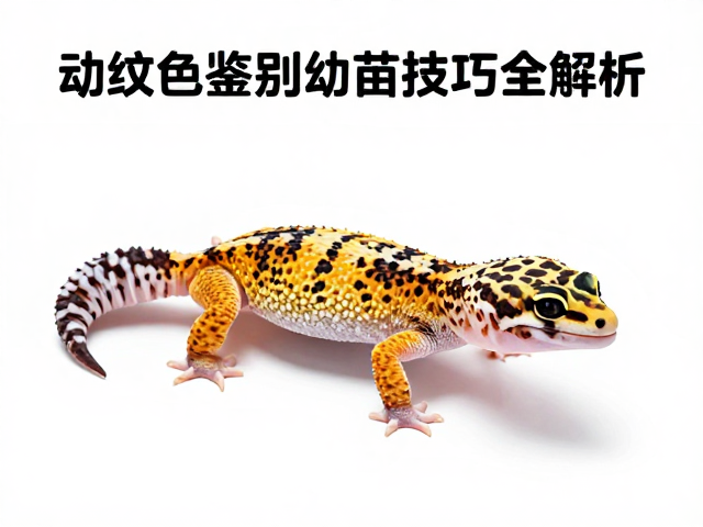 豹纹守宫蜕甲期怎么养?头纹颜色鉴别幼苗技巧全解析