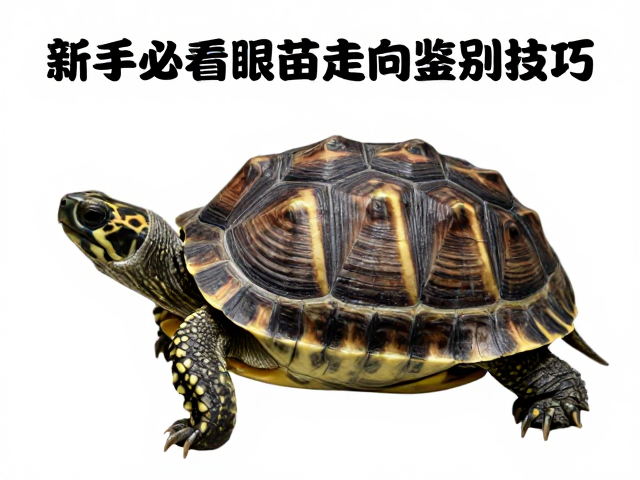苗龟体型大小与眼后条纹走向鉴别技巧，新手必看幼苗鉴别指南