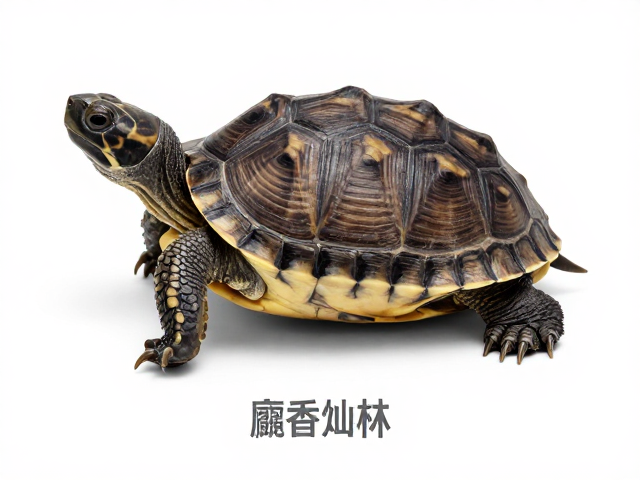 麝香龟幼体识别指南，幼苗鉴别技巧与成体色差变化全解析