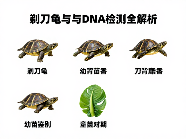 剃刀龟与刀背麝香如何区分？幼苗鉴别技巧与DNA检测全解析