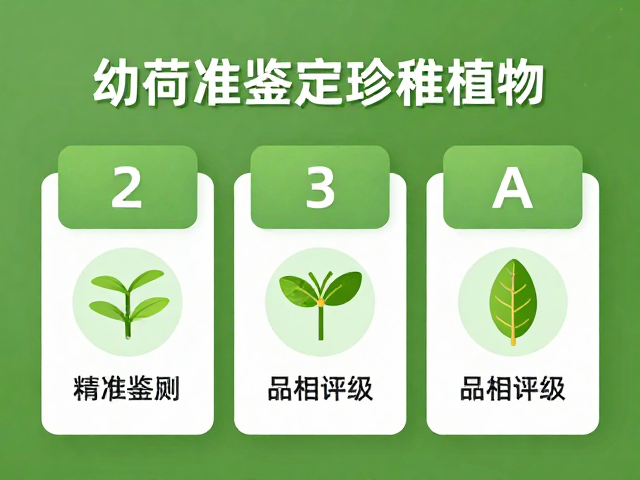 幼苗鉴别技巧,DNA检测,品相评级,3步精准鉴定珍稀植物