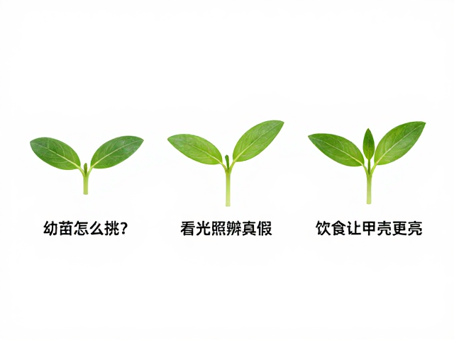 幼苗怎么挑？看光照辨真假，饮食让甲壳更亮