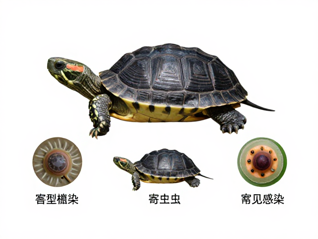 乌龟背甲三条棱脊色泽发黑?警惕寄生虫体外表现,幼苗鉴别技巧分享