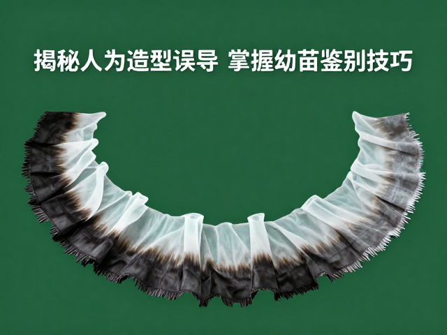 边缘裙边颜色深浅?揭秘人为造型误导,掌握幼苗鉴别技巧