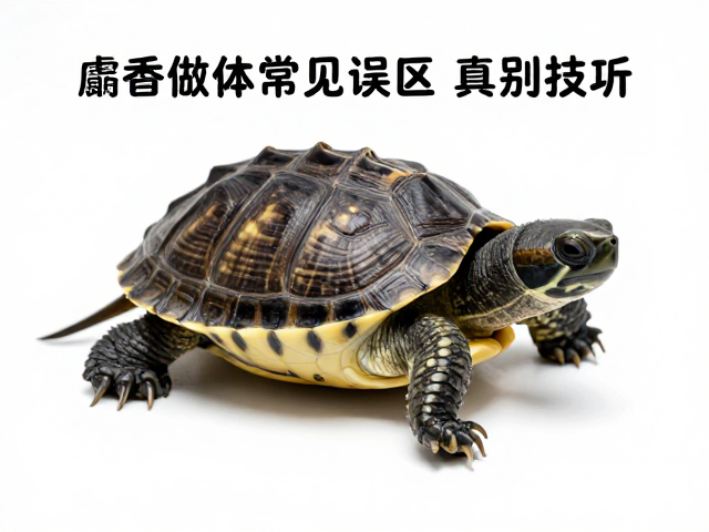 麝香龟幼体识别技巧，高清微距摄影记录与幼苗鉴别指南