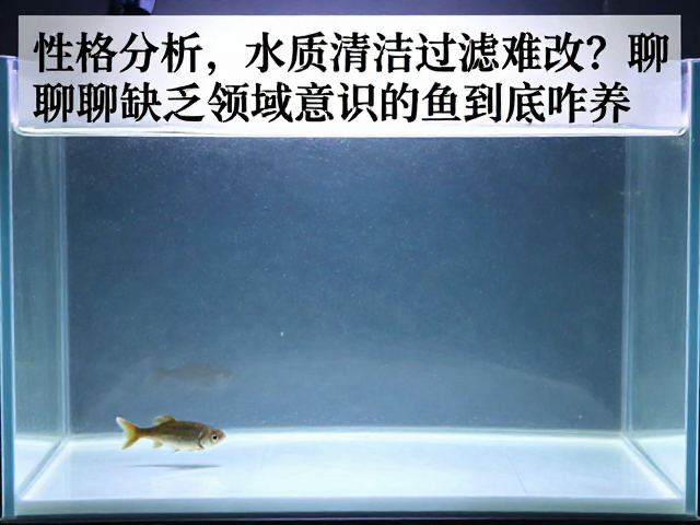 性格分析,水质清洁过滤难改?聊聊缺乏领域意识的鱼到底咋养