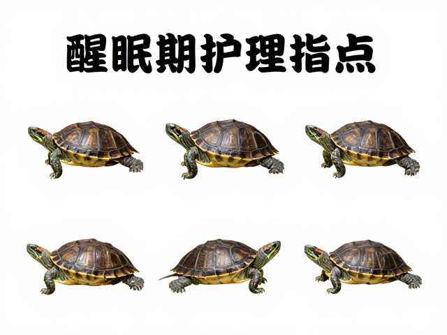 养龟误区纠正,醒眠期护理要点,常见宠物龟种养护指南