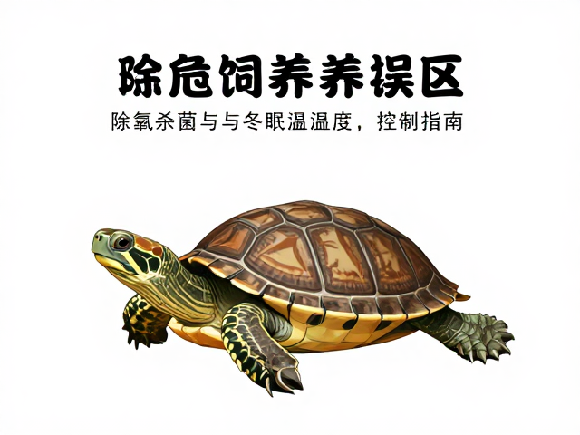 乌龟饲养误区，除氯杀菌与冬眠温湿度控制指南
