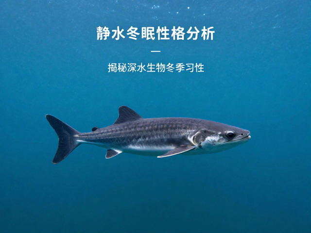 静水冬眠动物性格分析，揭秘深水生物冬季习性