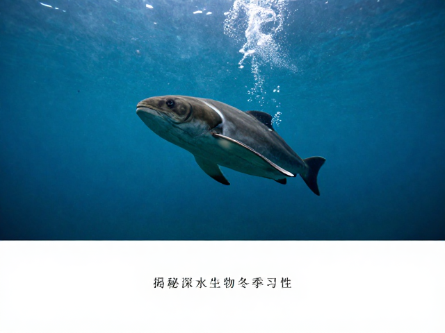 静水冬眠动物性格分析，揭秘深水生物冬季习性