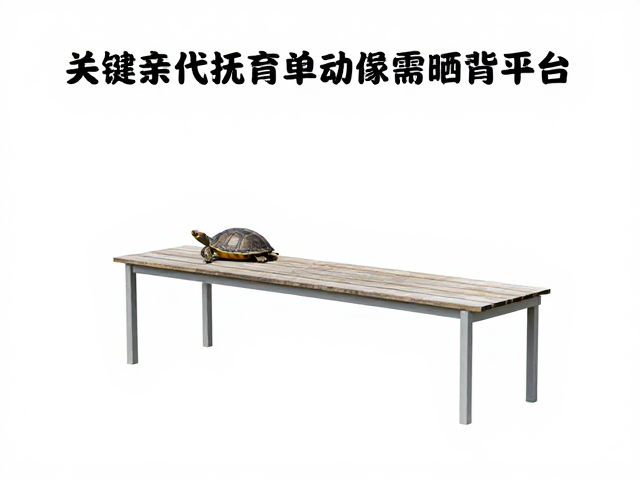 无亲代抚育需晒背平台，性格特点分析助选龟