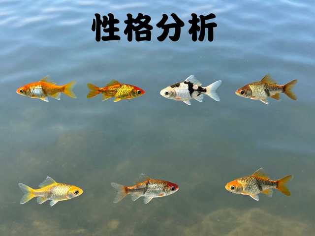 性格分析,适合晒背的淡水水域宠物推荐与避坑指南