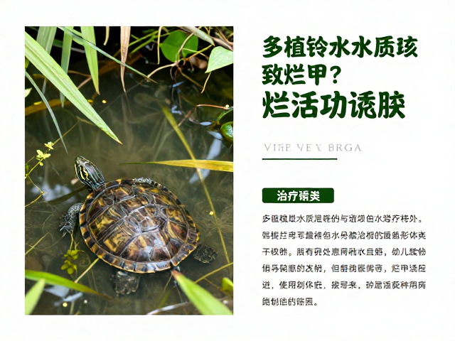 多植被水域水质差致烂甲?性格活跃龟易发,附预防与治疗指南