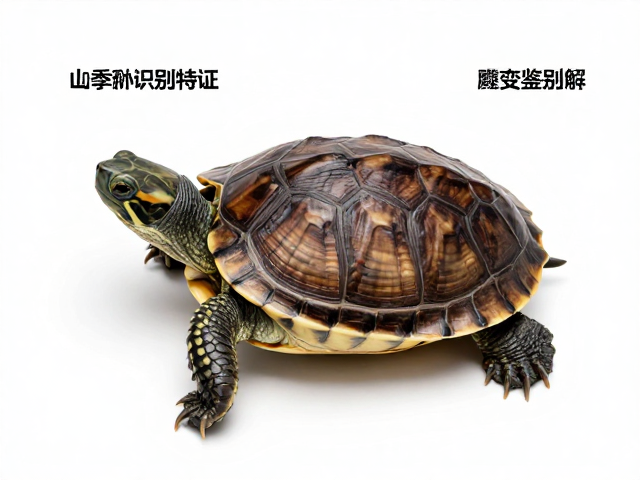 麝香龟幼体鉴别技巧,识别误区与饲养环境色变详解
