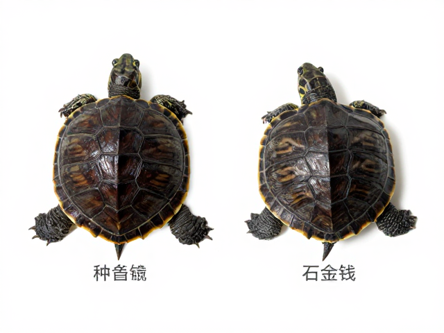 海南种龟幼苗鉴别,与石金钱龟的区别及关键特征