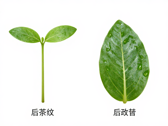 幼苗怎么辨?看眼后条纹与地域体型差异
