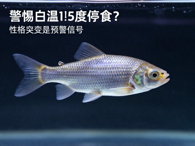 水温低于15度停食?警惕白眼病前驱,性格突变是预警信号
