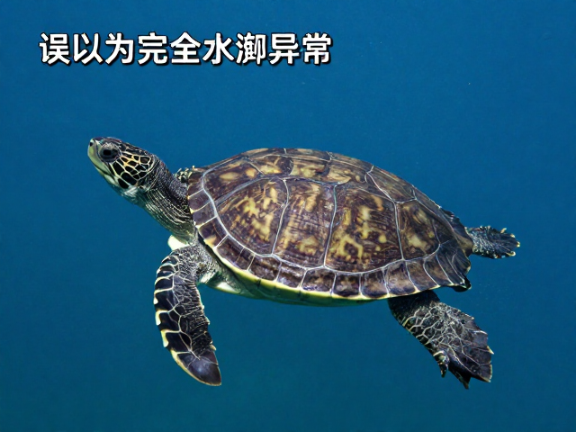 误以为完全水栖？龟肺炎呼吸异常，性格突变是前兆