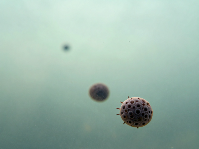 寄生虫感染，静水缓流水体中性格特点与风险