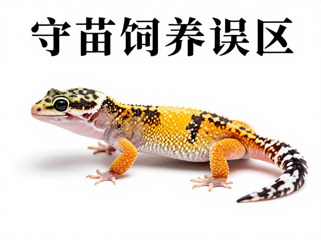 守宫饲养误区，纠正苗期开口错误，了解夜行活动规律