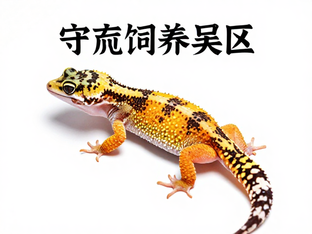 守宫饲养误区,纠正苗期开口错误,了解夜行活动规律