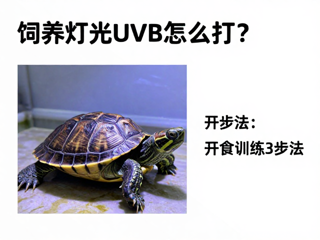 乌龟饲养误区，灯光UVB怎么打？开食训练3步法