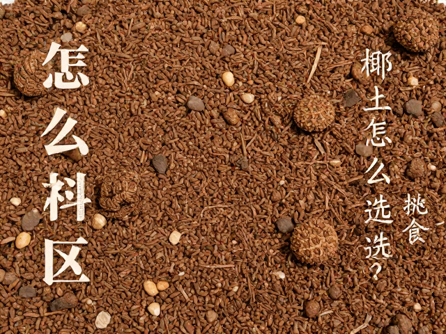 爬宠饲养误区纠正，陶粒椰土底材怎么选？诱食技巧专治挑食怪