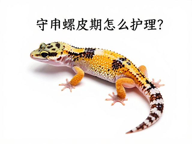 守宫蜕皮期怎么护理？纠正饲养误区，打造亲人互动高手