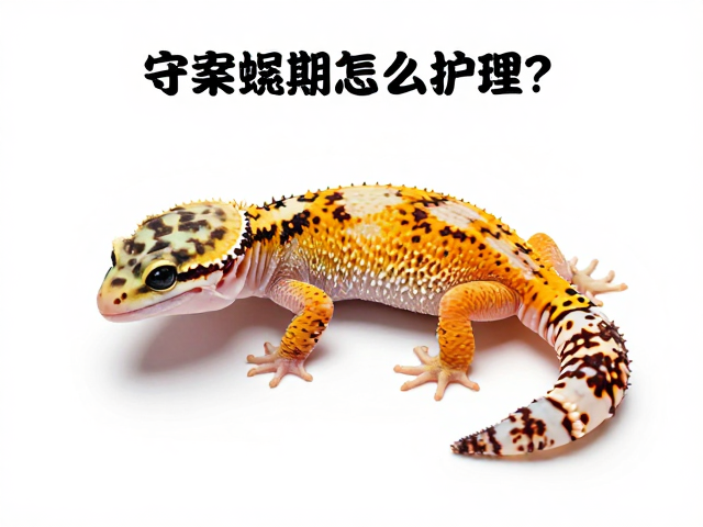 守宫蜕皮期怎么护理?纠正饲养误区,打造亲人互动高手