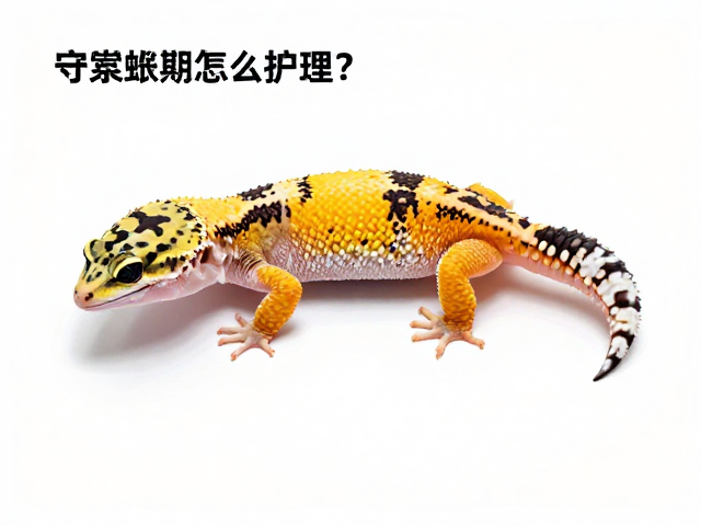 守宫蜕皮期怎么护理？纠正饲养误区，打造亲人互动高手