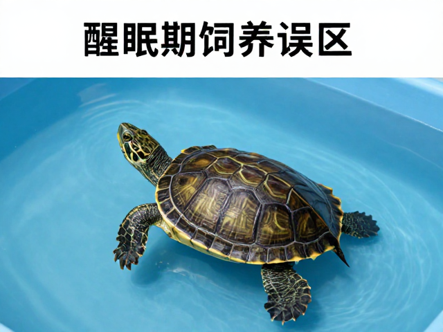 乌龟饲养误区，水位多深？醒眠期护理要点详解