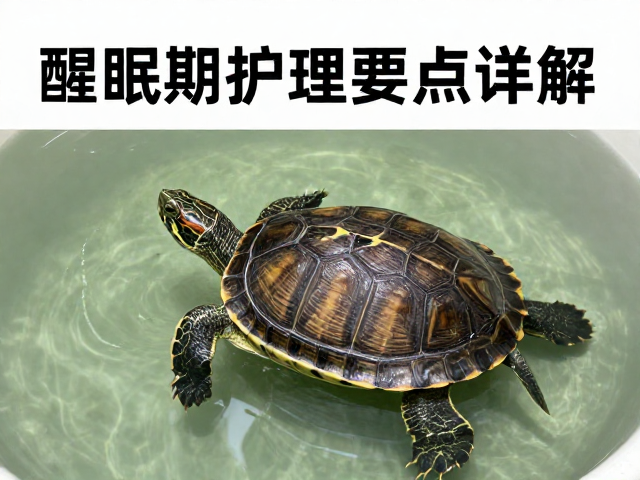 乌龟饲养误区，水位多深？醒眠期护理要点详解