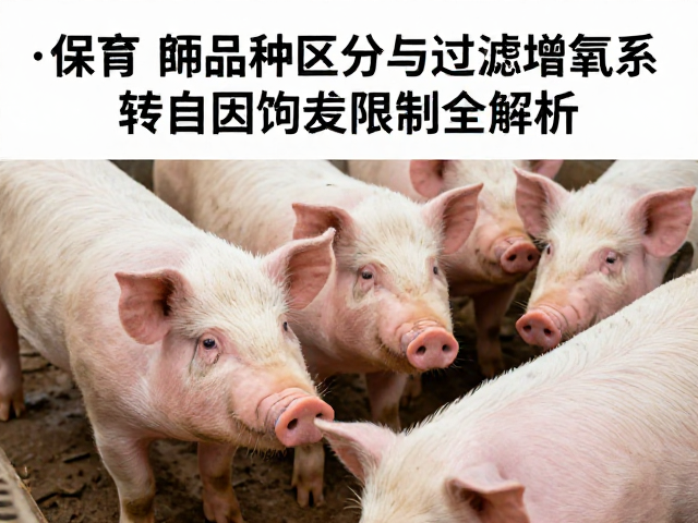 保育猪品种区分与过滤增氧系统,转基因饲料限制全解析