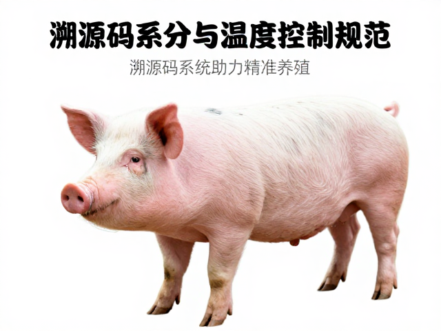猪保育品种区分与温湿度控制规范,溯源码系统助力精准养殖