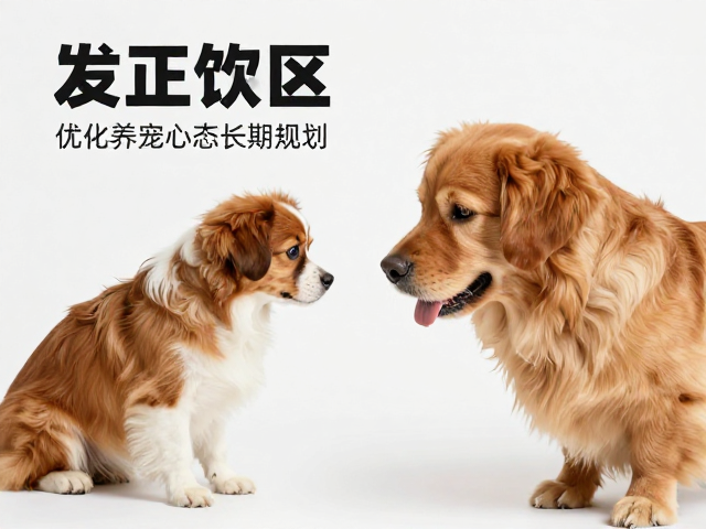 纠正饲养误区,优化发色体型,建立养宠心态与长期规划