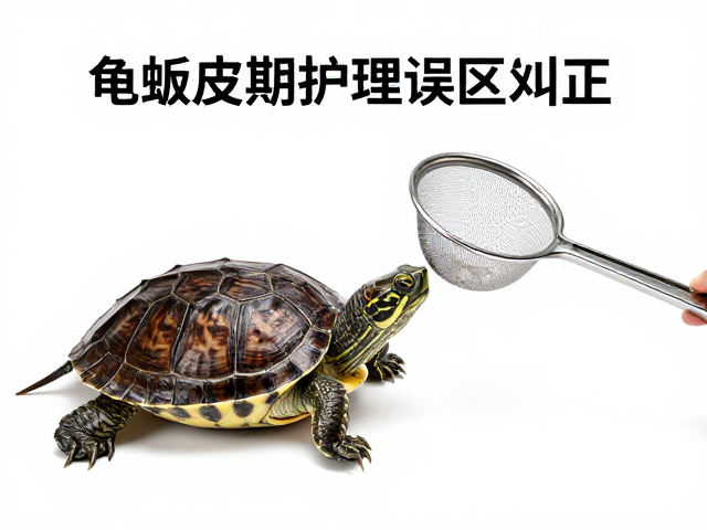 龟蜕皮期护理误区纠正,专用捞网夹子使用指南