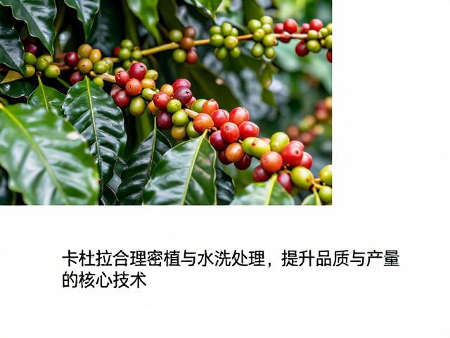 密植与水洗的协同增效机制