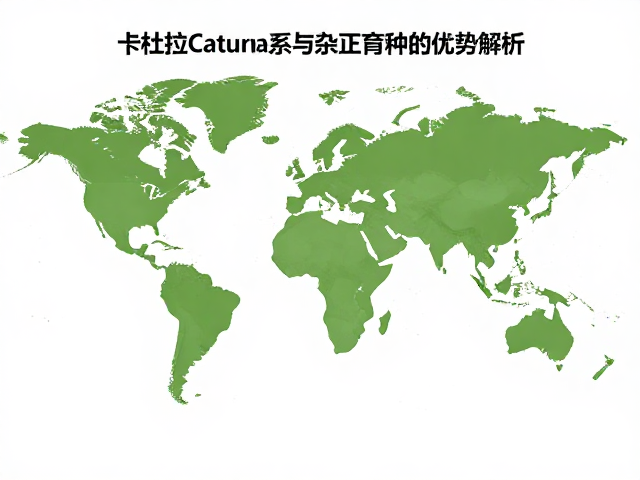 在全球精品咖啡版图的地位与影响