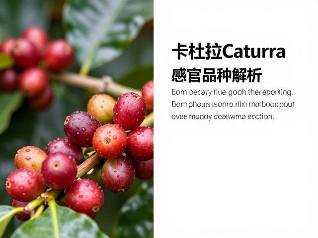 风味特征与感官品质解析