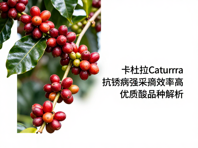 采摘效率与经济价值体现