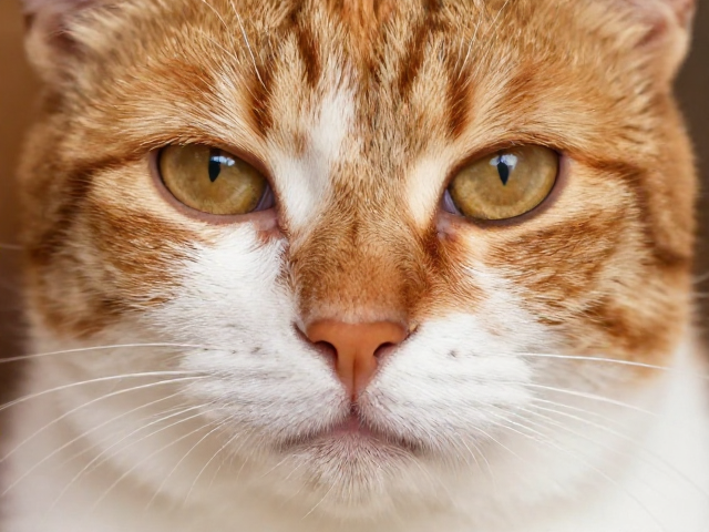 猫鼻梁中断有标志性花纹,选什么颜色最吸睛?