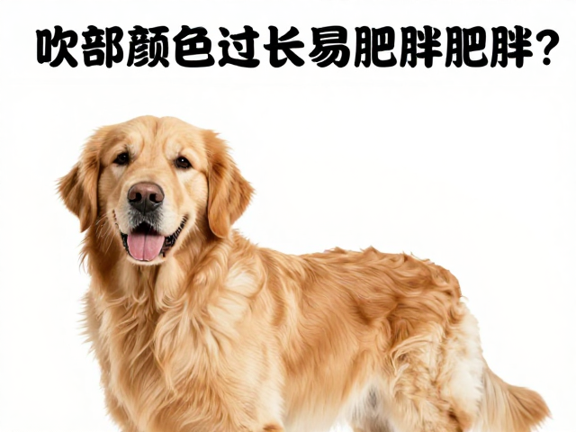 金毛犬吻部过长易肥胖?揭秘颜色分类与肥胖倾向的隐藏联系