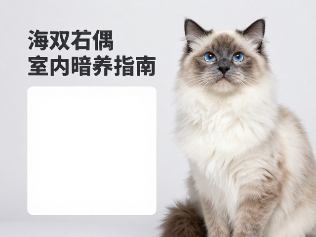 海双布偶室内暗养指南,蓝猫心血管病预防与护理