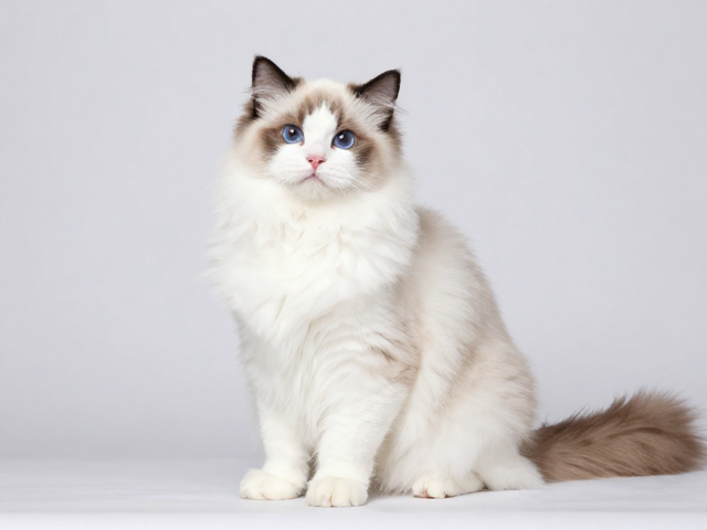 海双布偶猫独立性强?稀有色系商业化现状与选购避坑指南