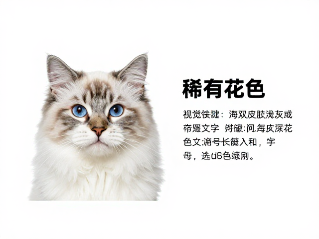 海双布偶浅灰底绒虎斑脸,稀有花色鉴别与选购指南