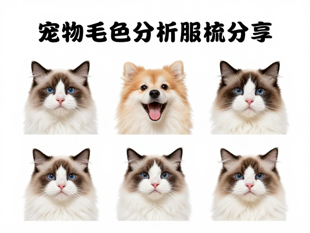 宠物毛色分类,口腔护理与定期梳毛的科学搭配指南